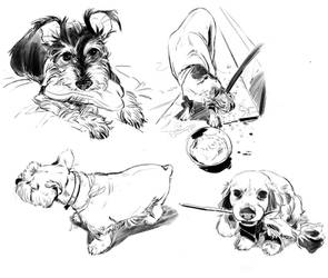 dog studies