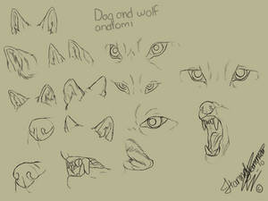 Wolf+Dog Anatomy Studies