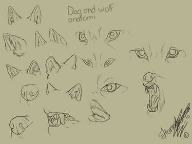 Wolf+Dog Anatomy Studies