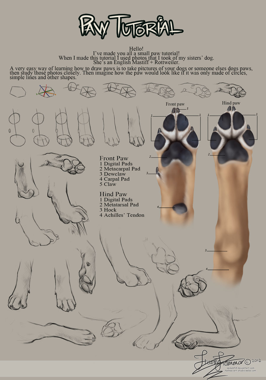 Paw Art Example Paw Tutorial 2012 by HannasArtStudio on DeviantArt