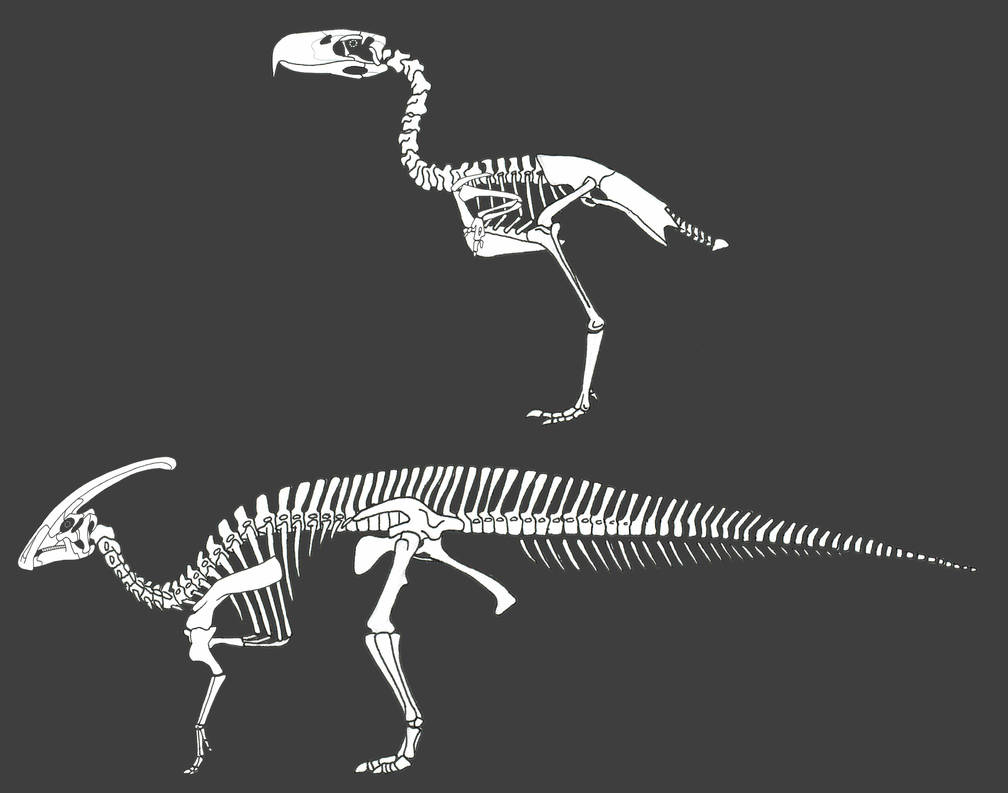 Animal Skeletons by codylake on DeviantArt