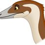 Sinosauropteryx Head