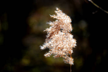 Winter Reed