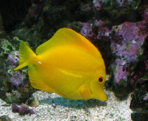 Yellow Tang