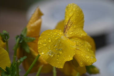 flower and raindrops 2
