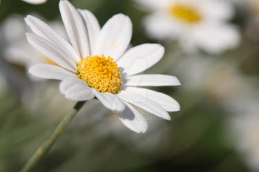 1/100 of a Daisy Chain