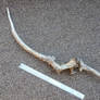 Non-typical elk antlers FS 1