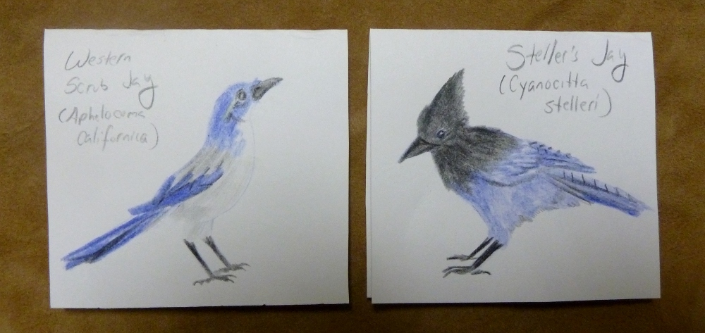 Cards: Scrub Jay + Steller's Jay