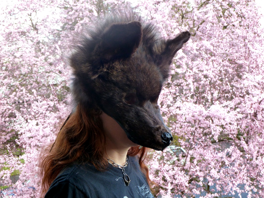 Wolf in Bloom