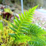 Fern and Moss Macro