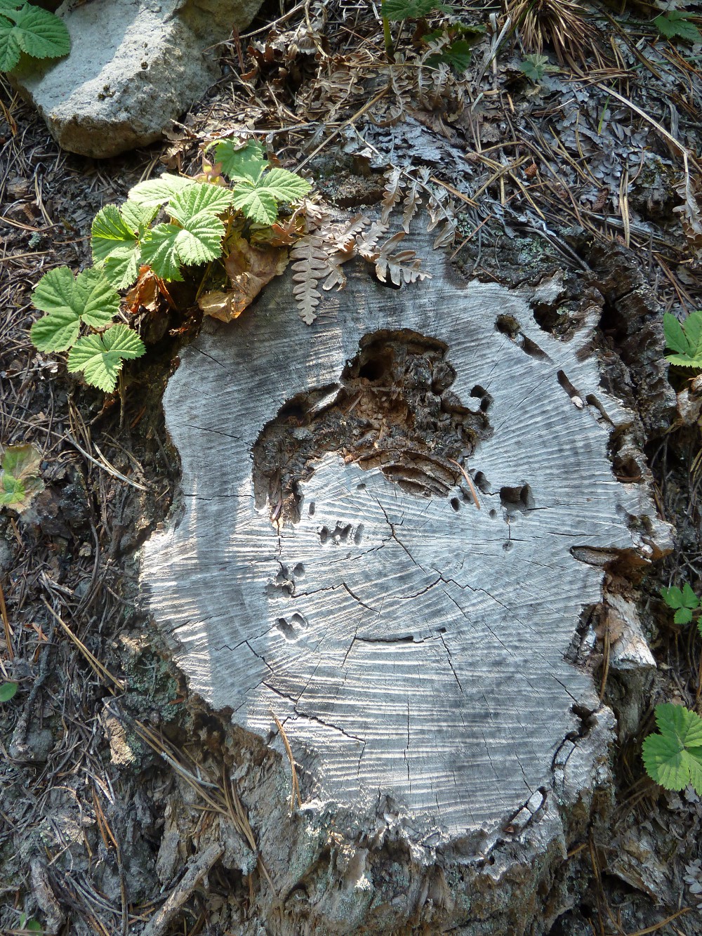 Stump