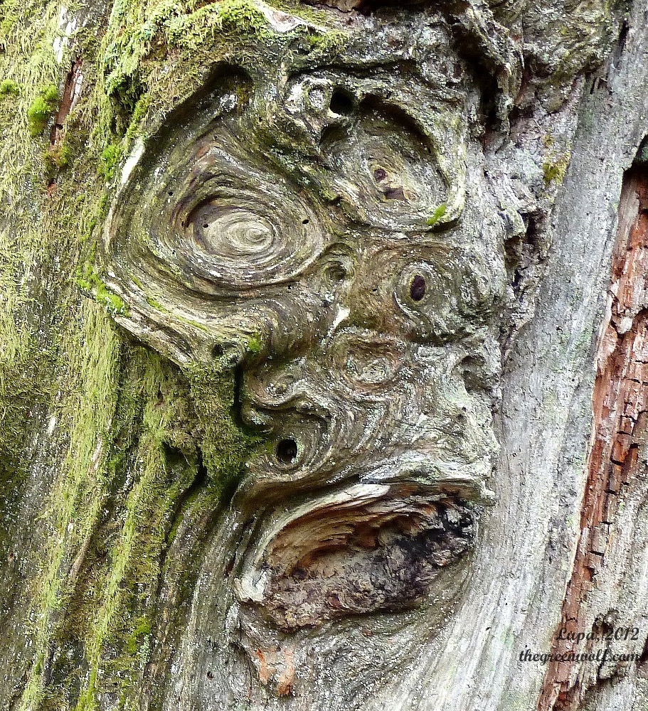 Tree Spirit