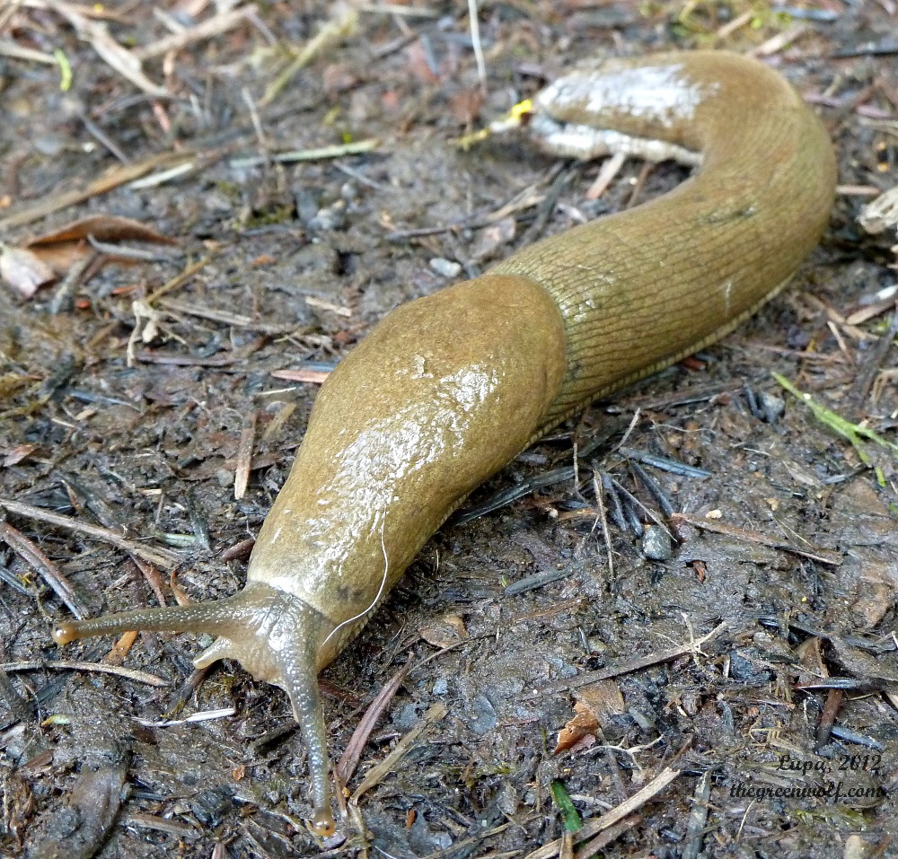 Oregon Slug