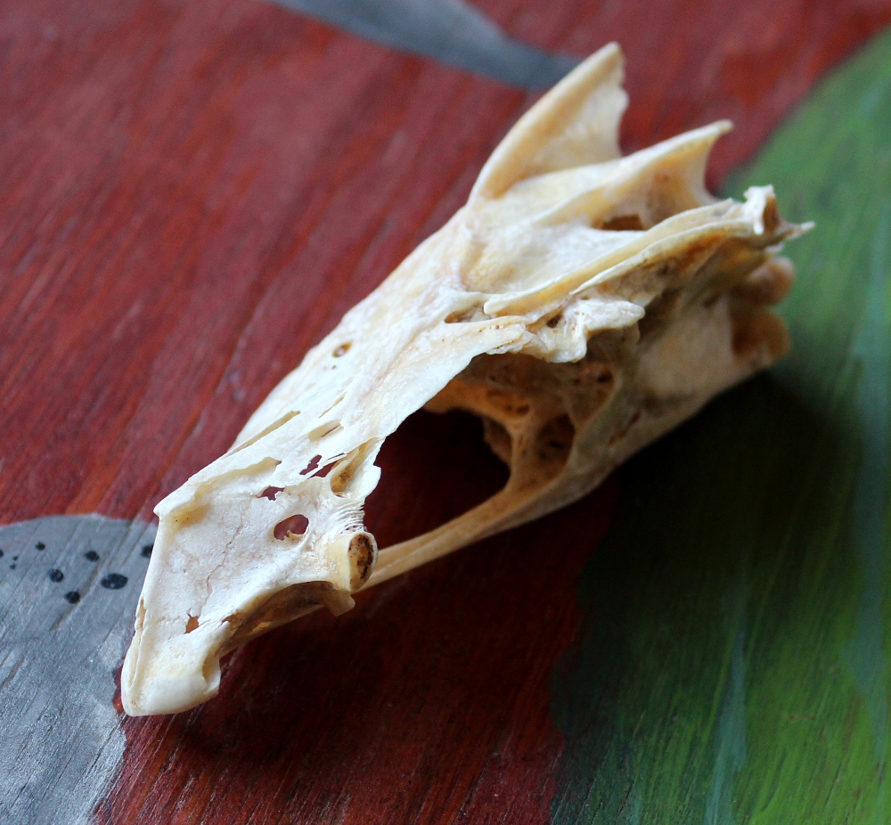 Freshwater drum fish skull