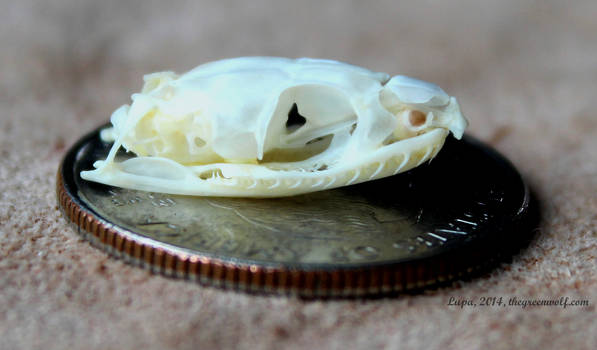 King snake skull