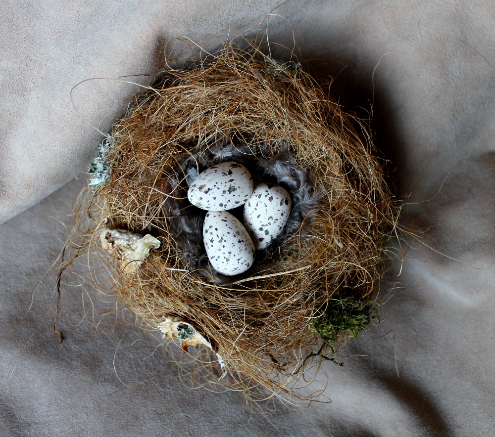 Replica azure-winged magpie nest and eggs