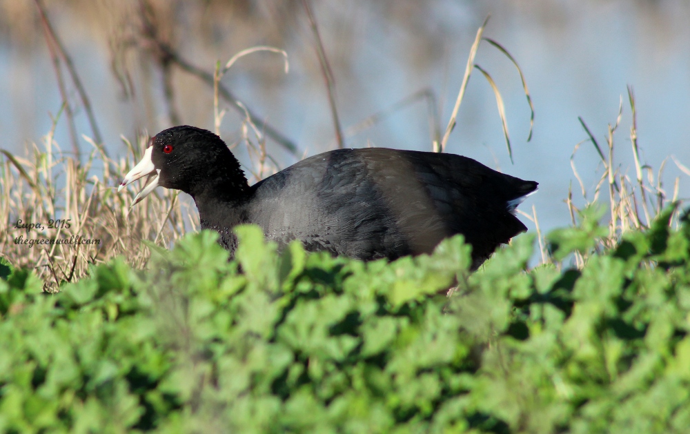 American Coot