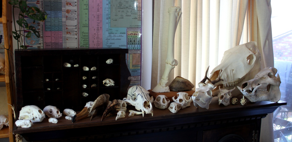 Skull Collection #2