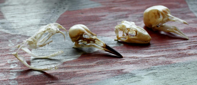 Small Skulls