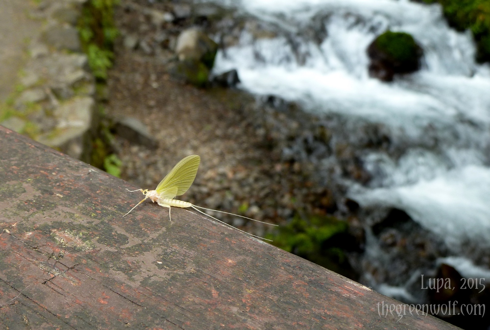 Mayfly