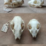 European vs. Four-toed Hedgehog Skulls