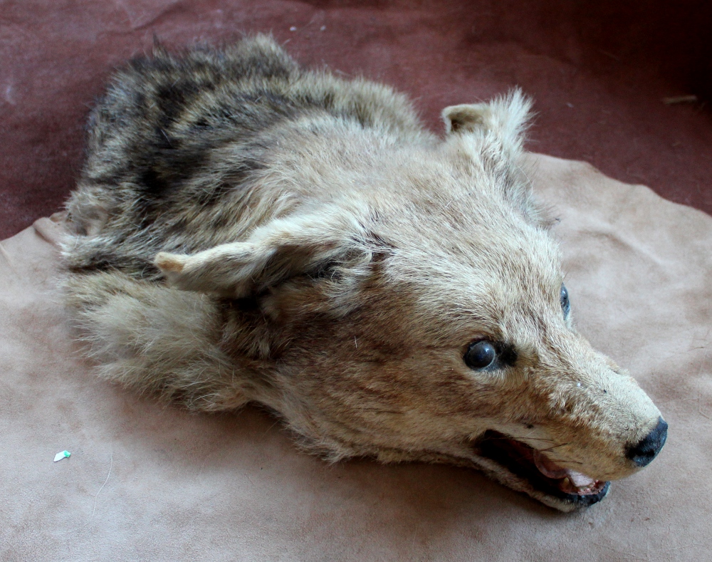 Taxidermy Coyote and More FS!