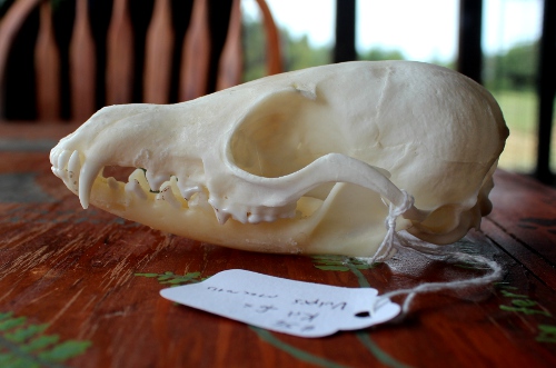 Draw This Kit Fox Skull in Portland!