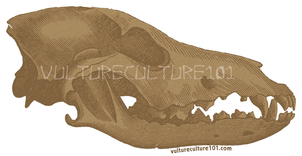 Vulture Culture 101 Stickers by lupagreenwolf