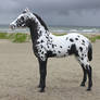 Crow Tracks - Custom Breyer Appaloosa Foal