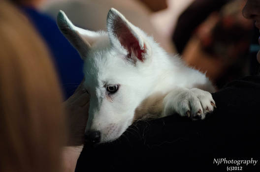 White puppy