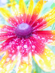 After the Rain: Red and Yellow Coneflower