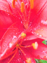 After the Rain: Pink Lily