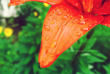 After the Rain: Pink Lily II