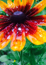After the Rain: Red and Yellow Coneflower II
