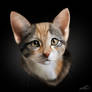 Cute Cat Portrait
