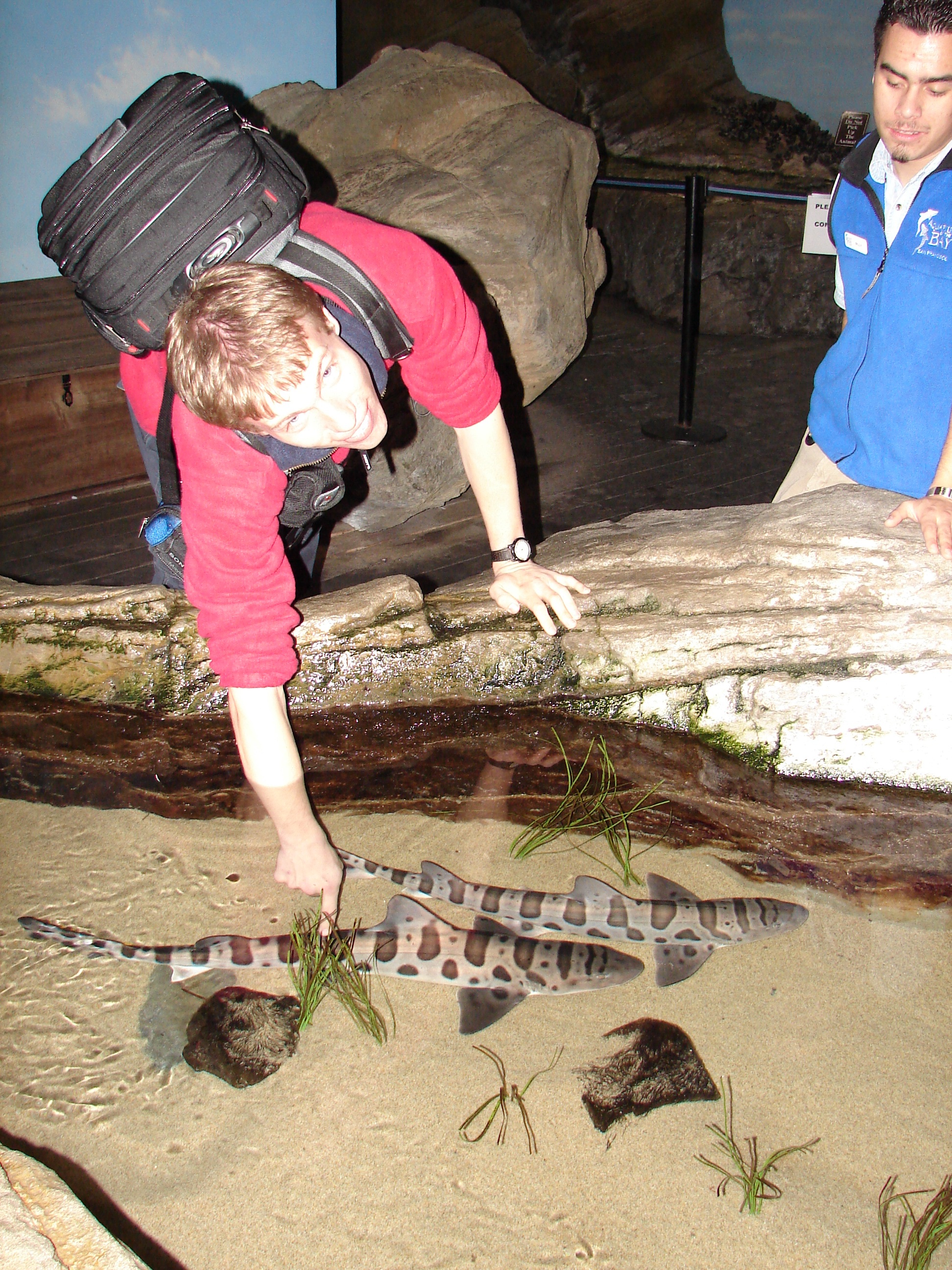 Touching Sharks