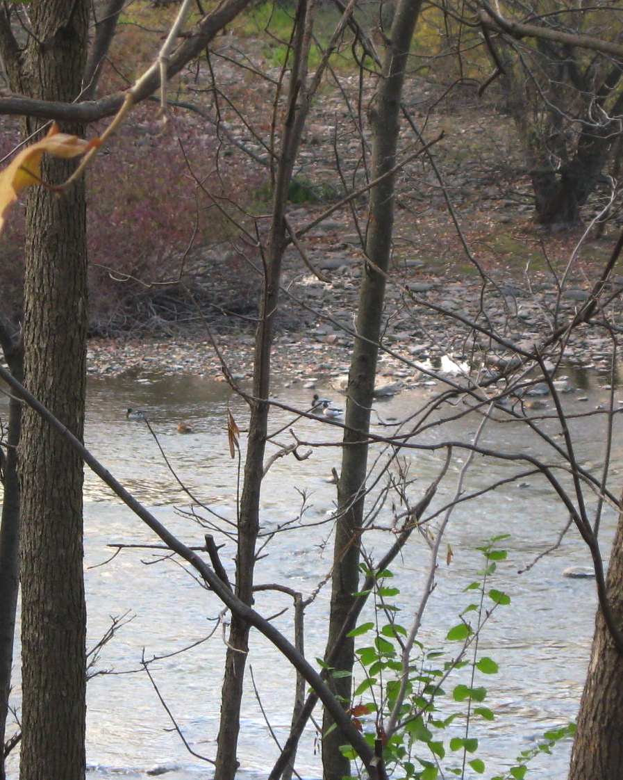 Ducks, framed