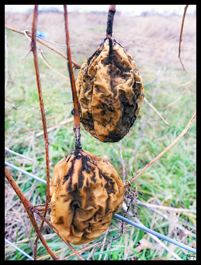 Milkweed Pods