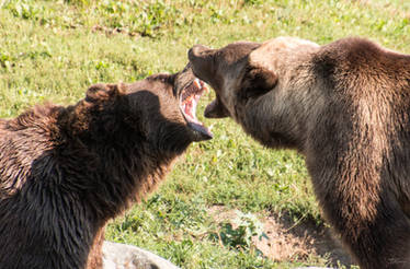 Bears at play