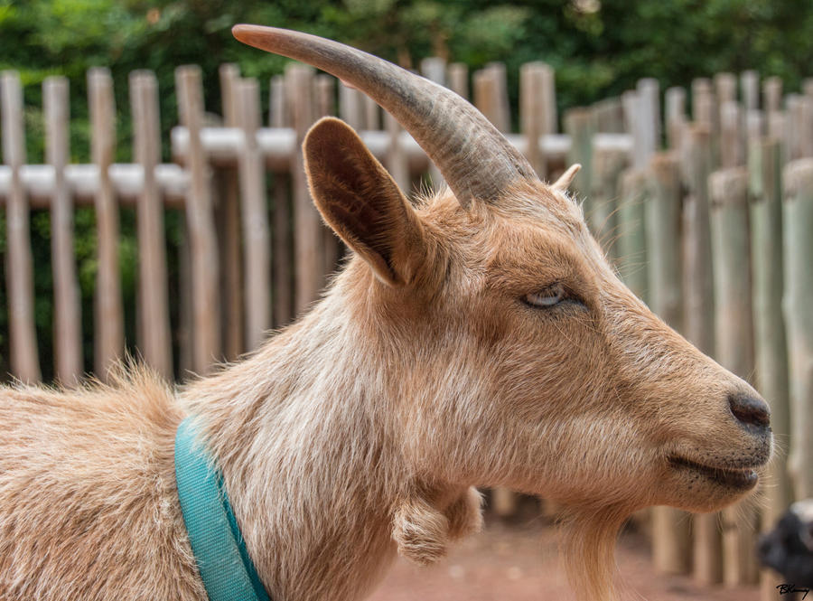 Goatis Pfp Goat profile by sequential on DeviantArt