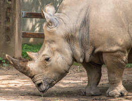 Calm Rhino