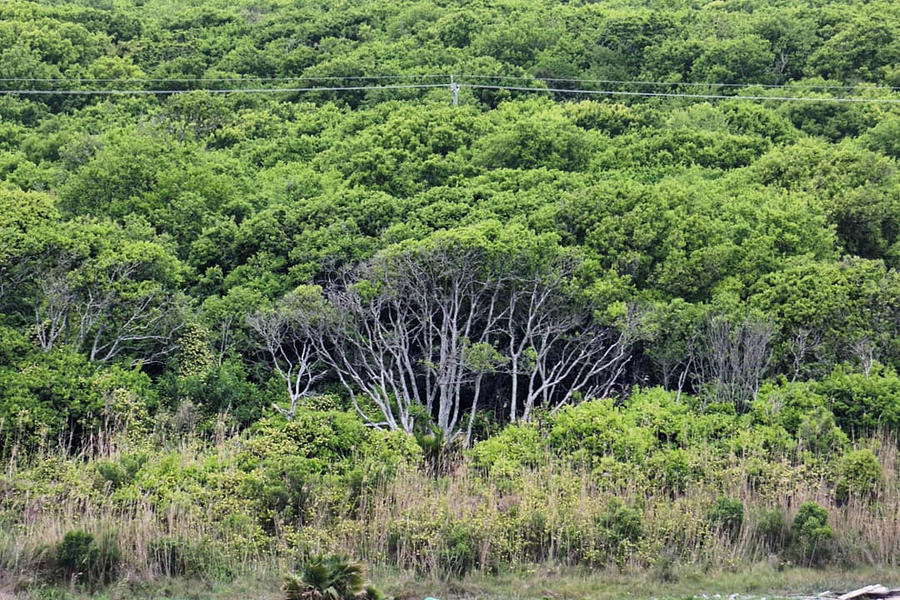 Peninsula Tree Peninsula trees by sequential on DeviantArt