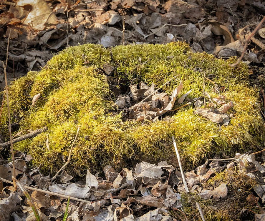 Moss pile by sequential on DeviantArt