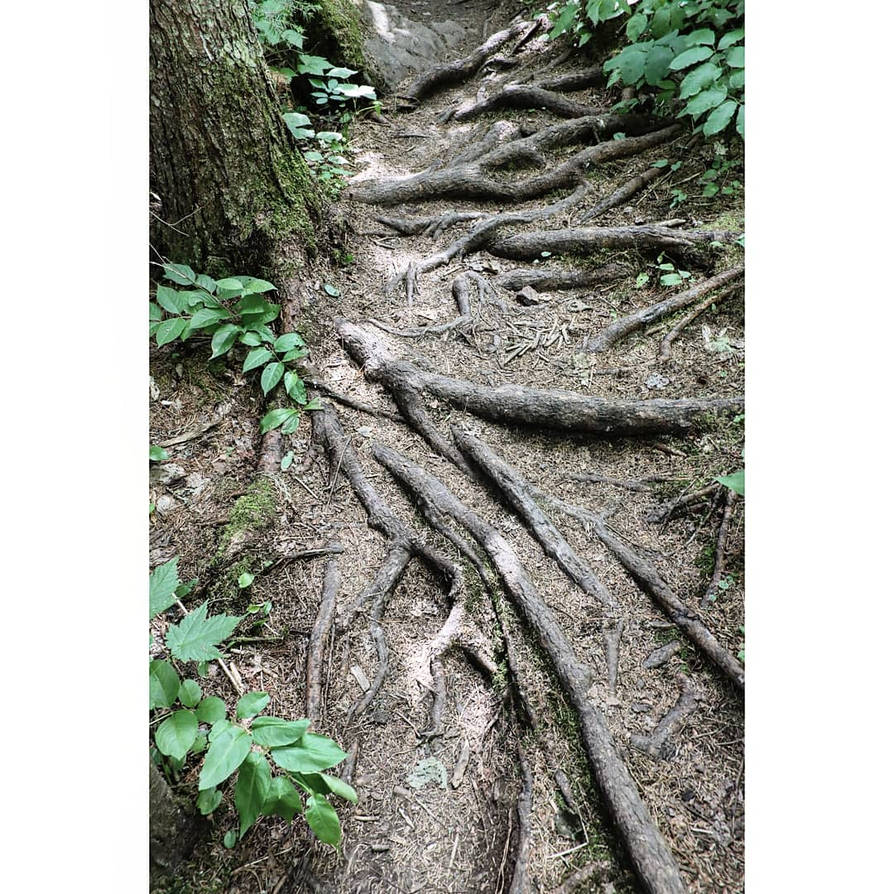 Tree root stairs by sequential on DeviantArt