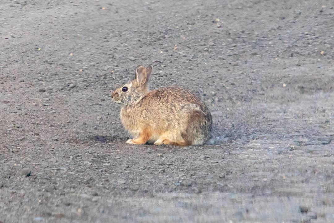 Road Rabbit by sequential on DeviantArt