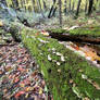 Beauty from a dead tree