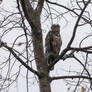 Windblown hawk