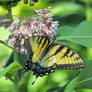 Close encounter with a two-tailed swallowtail