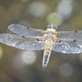 Dragonfly in mid-flight