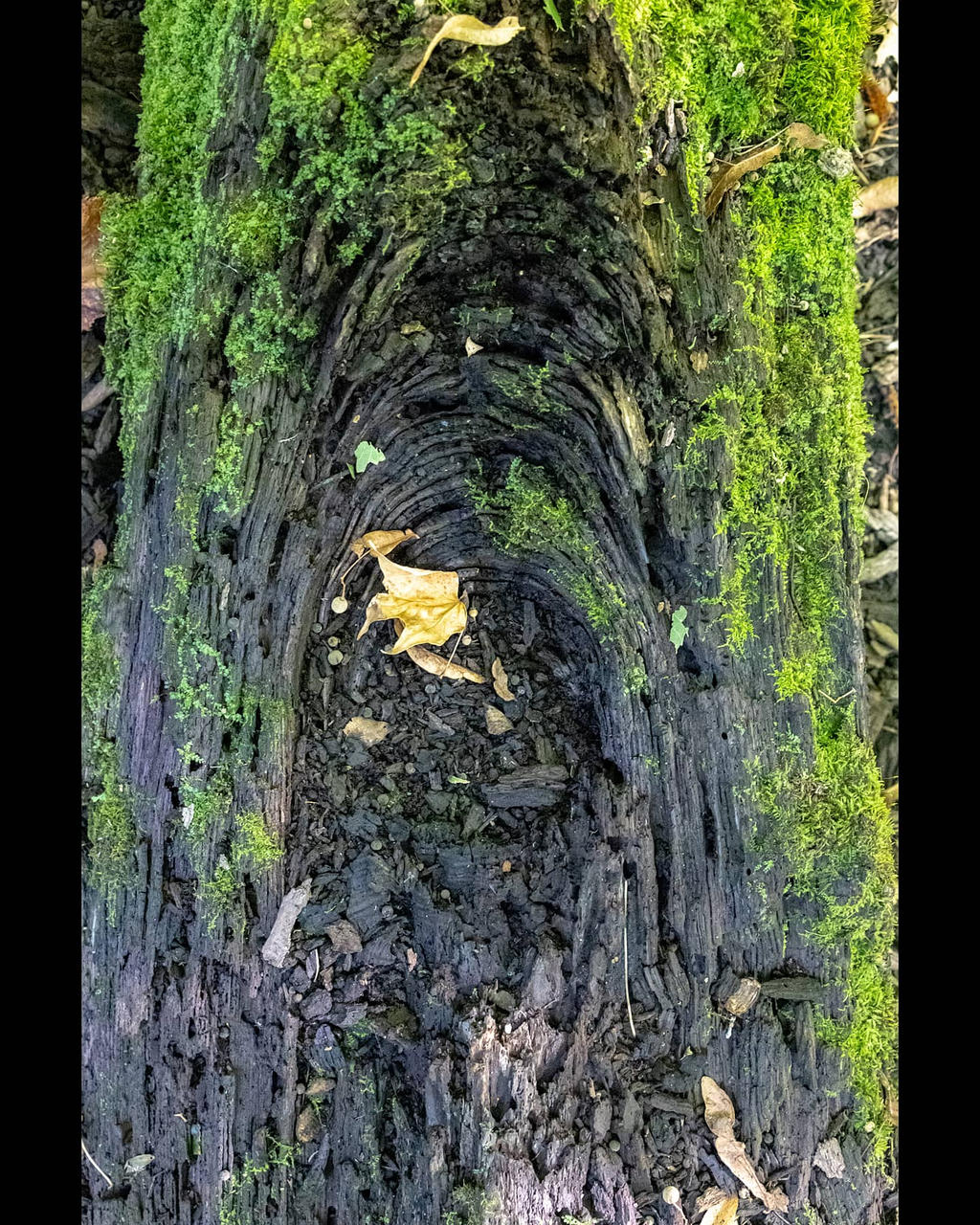 Tree core by sequential on DeviantArt